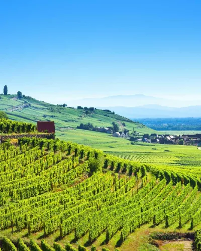 Alsace vinresa