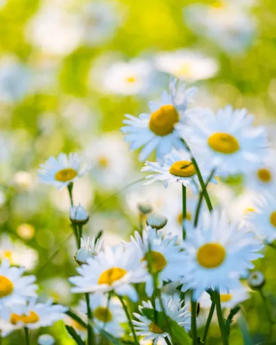 Bergslagen Midsommar