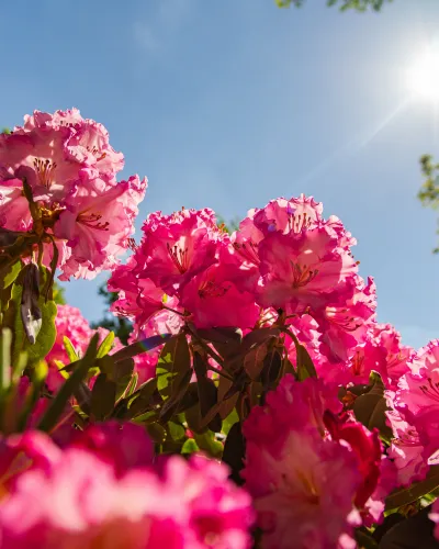 Bremen Rhododendronresa