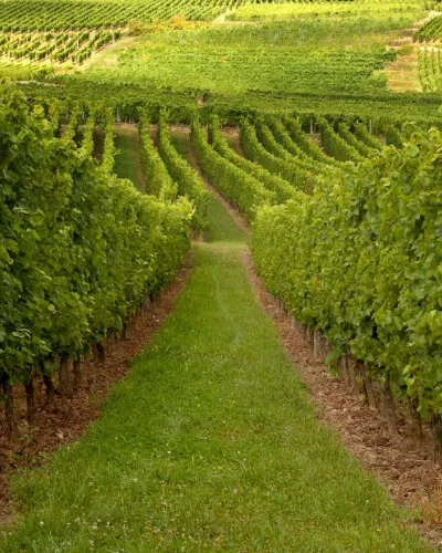 Vinskörd Alsace och Champagne