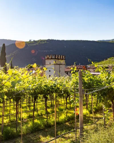 Italien vinresa och vinskörd