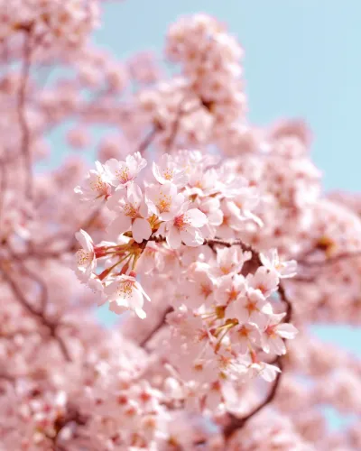 Japan Sakura-festivalen