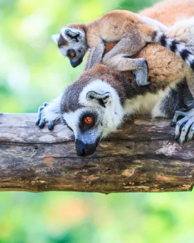 Madagaskar