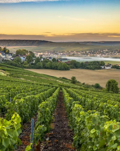 Vandring Champagne