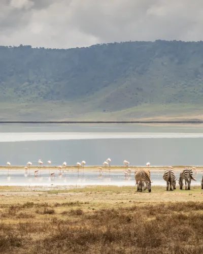 Tanzania Safari