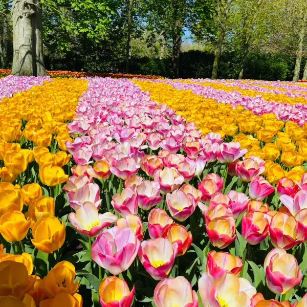 Nu grönskar det – 8 resmål för dig som aldrig får nog av blommor